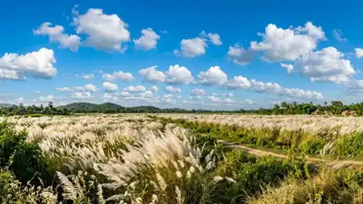 The call of the 'Kashphul': Finding autumn on the highway