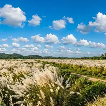 The call of the 'Kashphul': Finding autumn on the highway