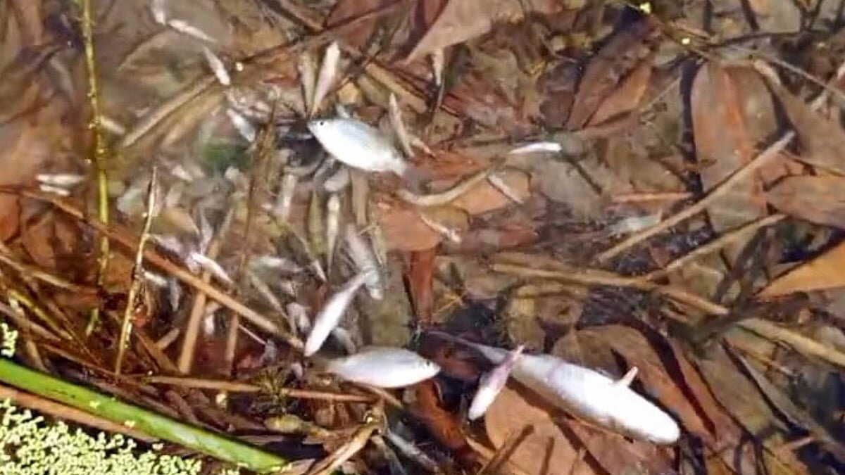 Dead boal, aar and borli fish surface in Rangati river, what caused this incident?