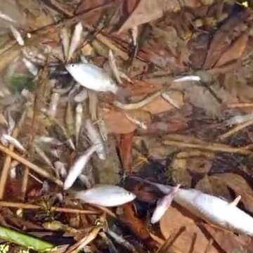 Dead boal, aar and borli fish surface in Rangati river, what caused this incident?