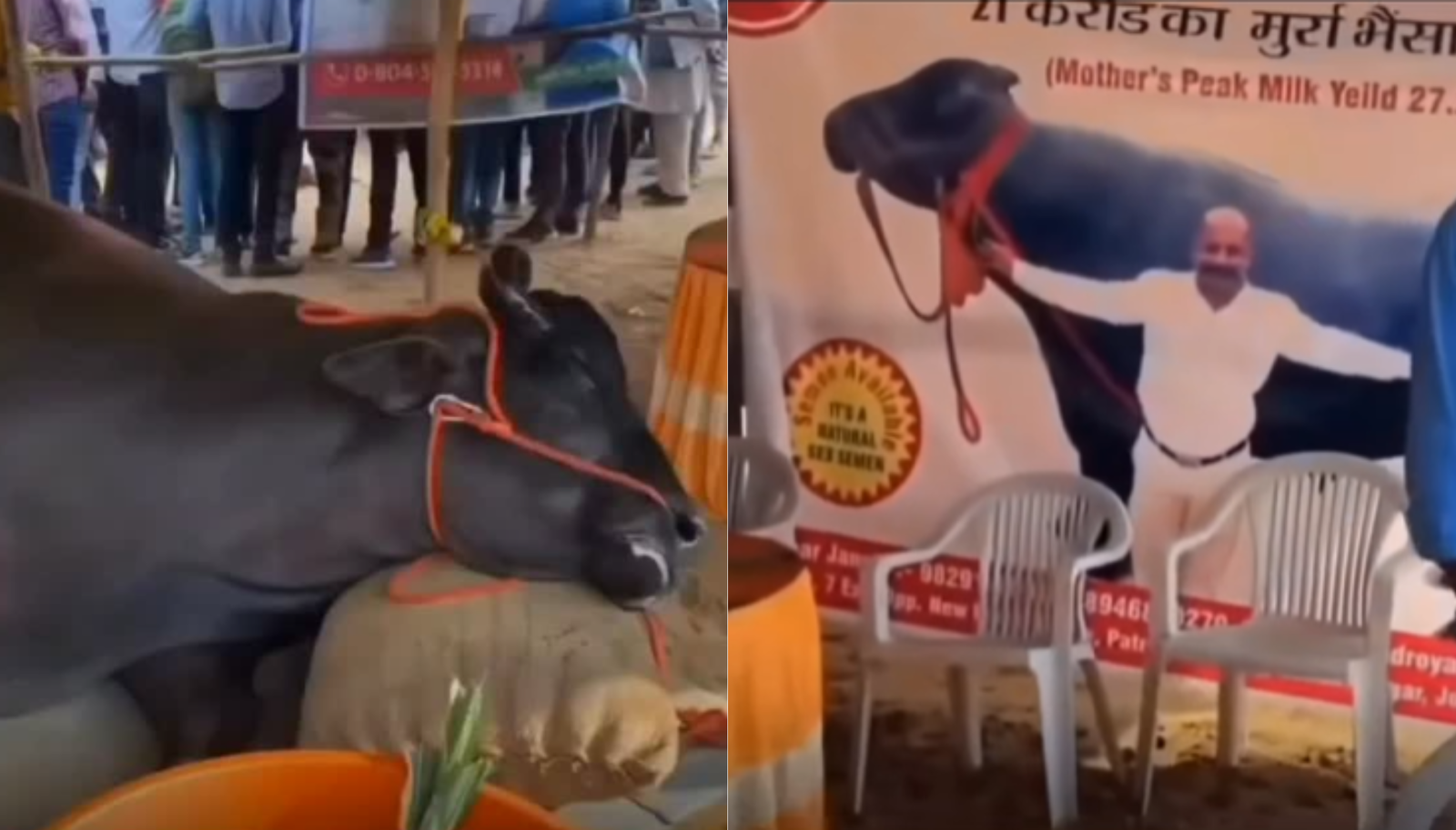 Rs 21 crore Buffalo drama: Brought for exhibition at Rajasthan's Pushkar Mela dies, turns out it was tired