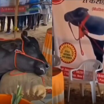 Rs 21 crore Buffalo drama: Brought for exhibition at Rajasthan's Pushkar Mela dies, turns out it was tired