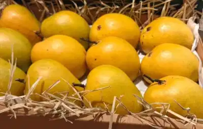 Japan bans Indian mango imports after 20 years over pest-control concerns