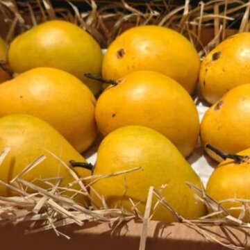Japan bans Indian mango imports after 20 years over pest-control concerns