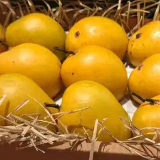 Japan bans Indian mango imports after 20 years over pest-control concerns