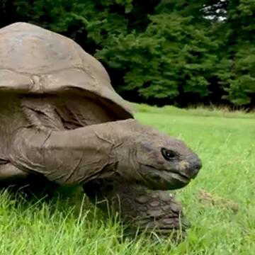 Meet Jonathan, the 194-year-old tortoise rewriting the record books