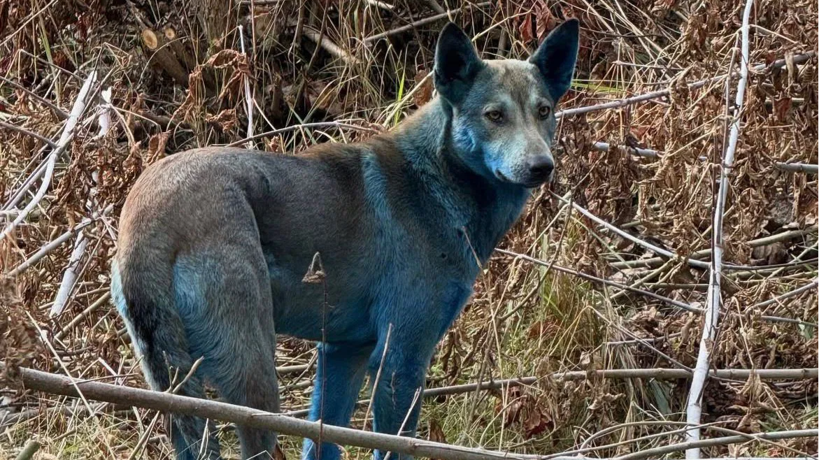 Blue dogs of Chernobyl leave Internet stunned: Here's what experts say about the mystery