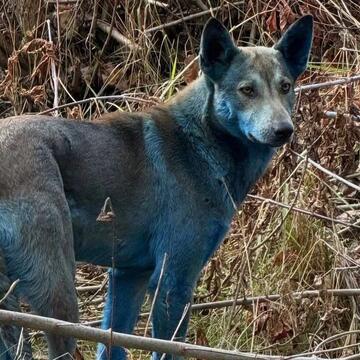 Blue dogs of Chernobyl leave Internet stunned: Here's what experts say about the mystery