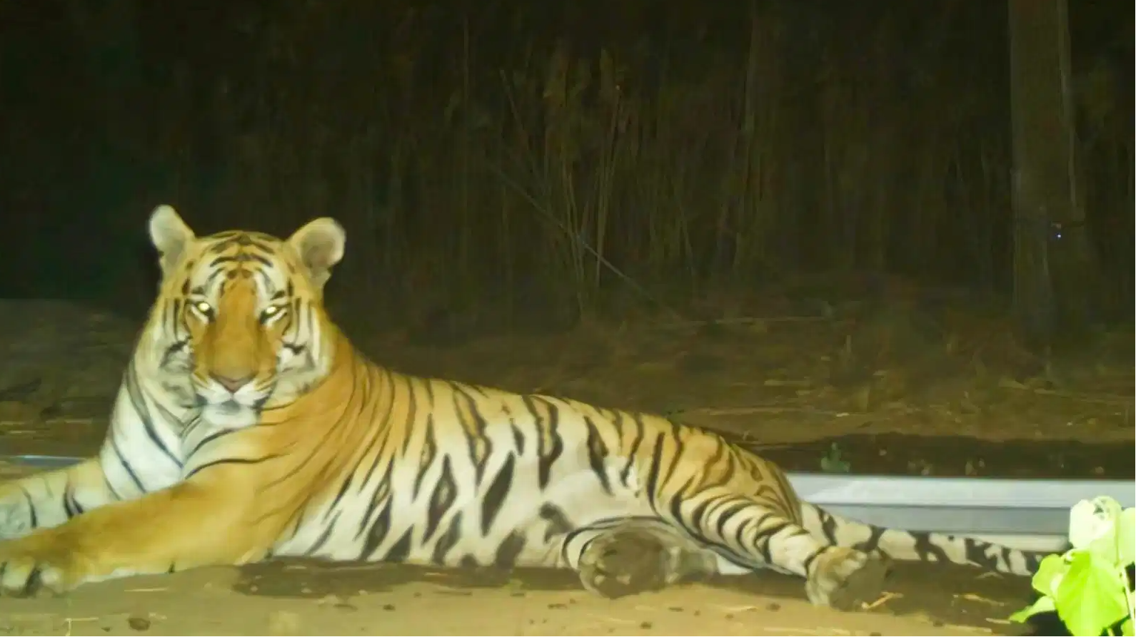 Is the 'migrant' tiger now Gujarat's 'son of the soil'? Survey will tell