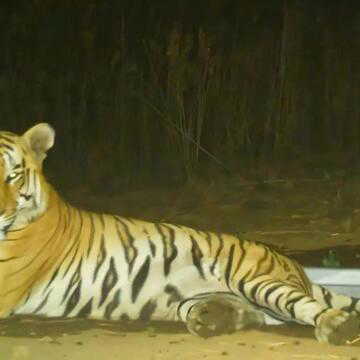 Is the 'migrant' tiger now Gujarat's 'son of the soil'? Survey will tell