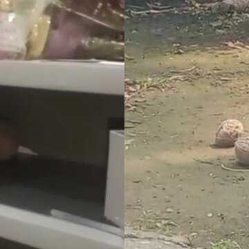 ABVP recovers bombs from Birbhum college union room, allegations levelled against TMC-linked figures