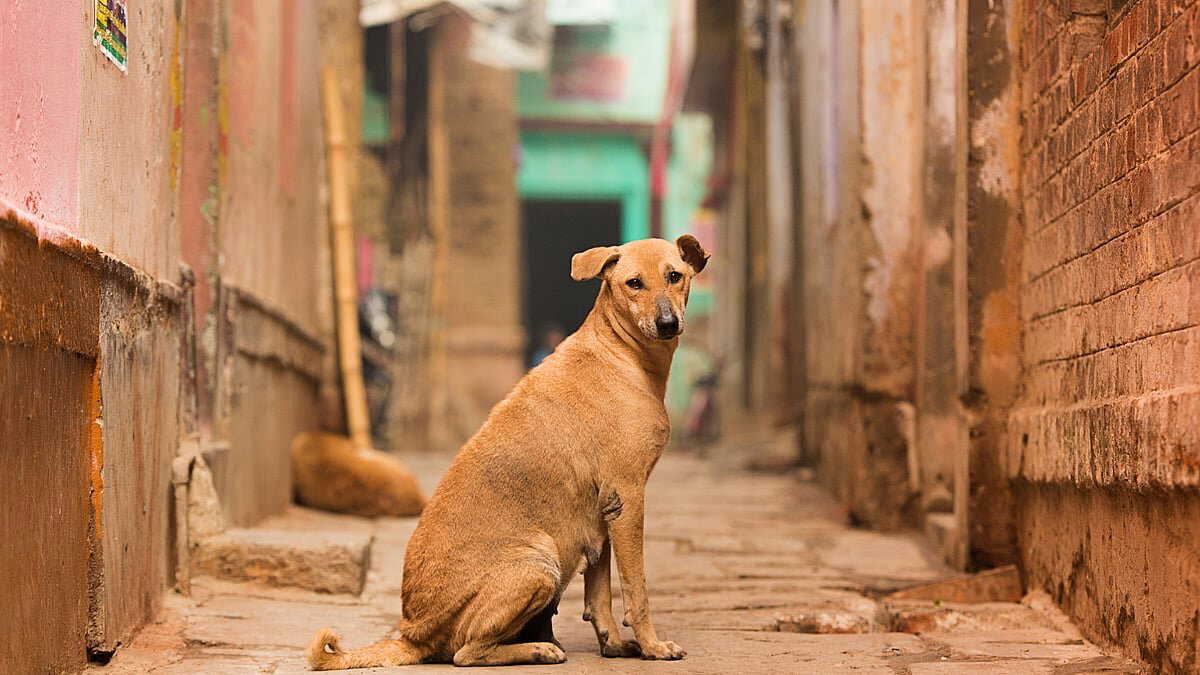 Toto crushes puppy, mother dog guards the body all day