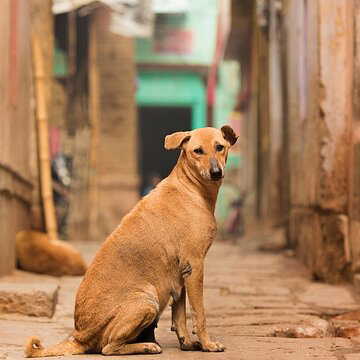 Toto crushes puppy, mother dog guards the body all day