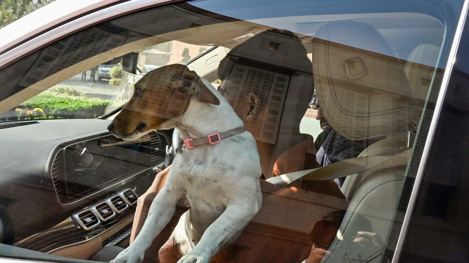 'Those who bite are sitting inside', Congress MP Renuka Chowdhury sparks row after bringing her pet dog to Parliament | Watch