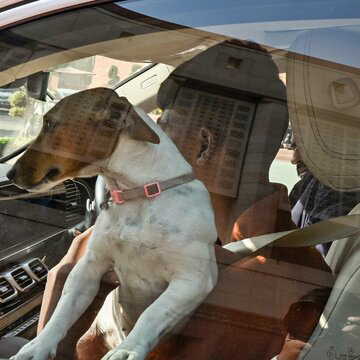 'Those who bite are sitting inside', Congress MP Renuka Chowdhury sparks row after bringing her pet dog to Parliament | Watch