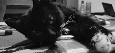What does it mean to be a ‘Black Cat Girlfriend’? Internet trend decoded