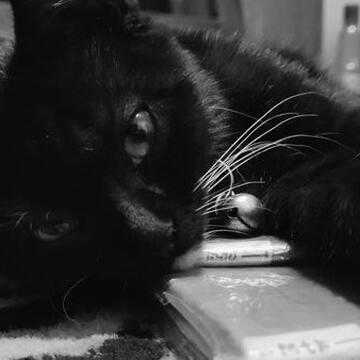 What does it mean to be a ‘Black Cat Girlfriend’? Internet trend decoded