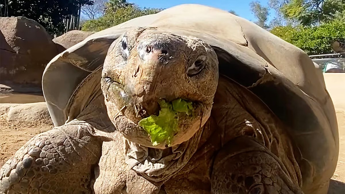 San Diego zoo mourns death of 141-year-old tortoise who lived through two world wars
