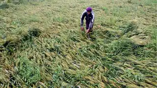 Cities celebrate rain, farmers suffer as crops take a hit