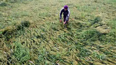 Cities celebrate rain, farmers suffer as crops take a hit