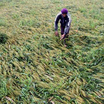Cities celebrate rain, farmers suffer as crops take a hit