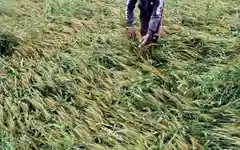 Cities celebrate rain, farmers suffer as crops take a hit