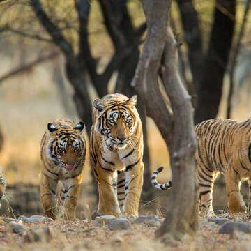 Want your kids to spot a tiger this summer? These 3 jungle safaris are your best bet