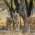 Want your kids to spot a tiger this summer? These 3 jungle safaris are your best bet