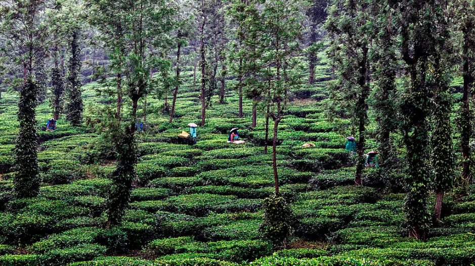 70 per cent voter names missing in Alipurduar tea garden, panic spreads