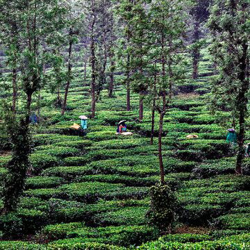 70 per cent voter names missing in Alipurduar tea garden, panic spreads