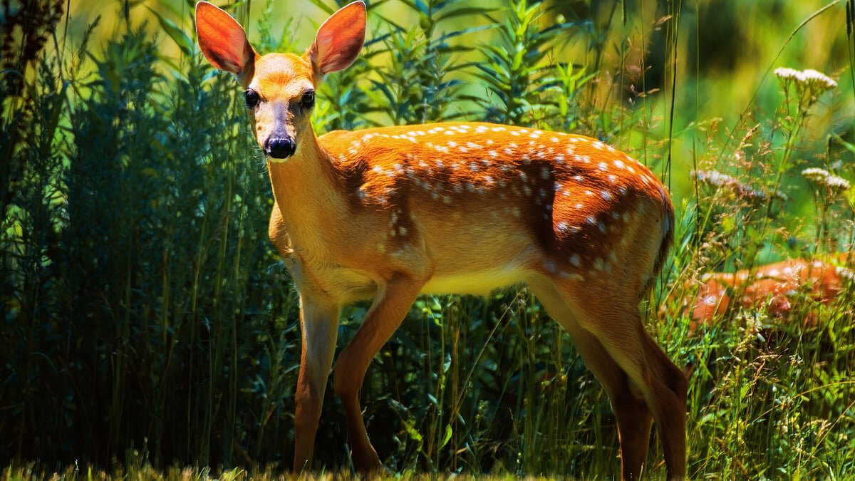 Almost 360° vision- The secret behind a deer’s sharp survival instinct