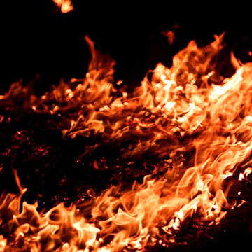 Late-winter forest fires in Sikkim prompt Kurseong forest division to activate fire lining and helpline