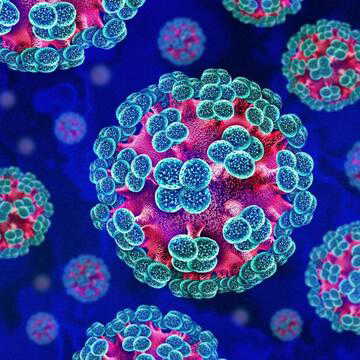 Hantavirus outbreak linked to MV Hondius: ICMR says virus poses no immediate danger to India