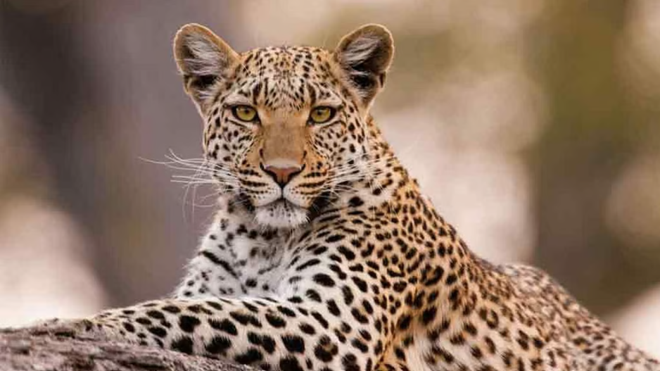 Leopard breaks free of cage meant to capture it, forest workers blamed