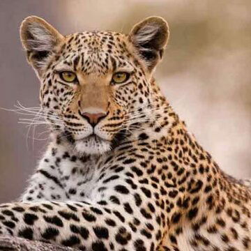 Leopard breaks free of cage meant to capture it, forest workers blamed