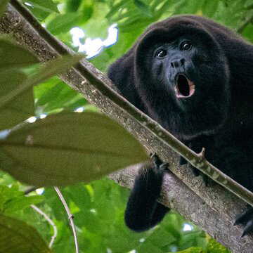 Howler monkeys: Meet the loudest primates roaring across Central and South America