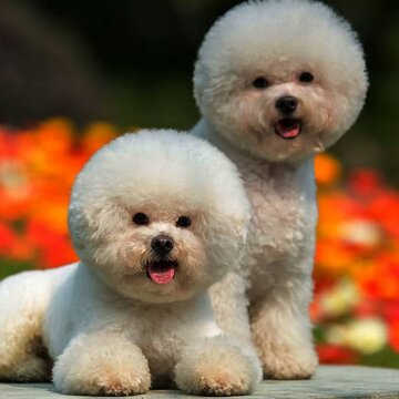 Want a dog but have allergies? Meet the breeds that won’t make you sneeze