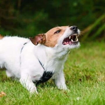 Does your dog bark at every visitor? Here's 5 easy ways to fix that