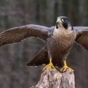 Why falcons in the UAE carry passports and fly on commercial flights