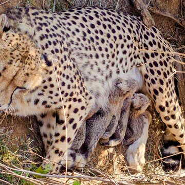 India’s cheetah population crosses 50 as five cubs born at Kuno National Park