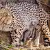 India’s cheetah population crosses 50 as five cubs born at Kuno National Park