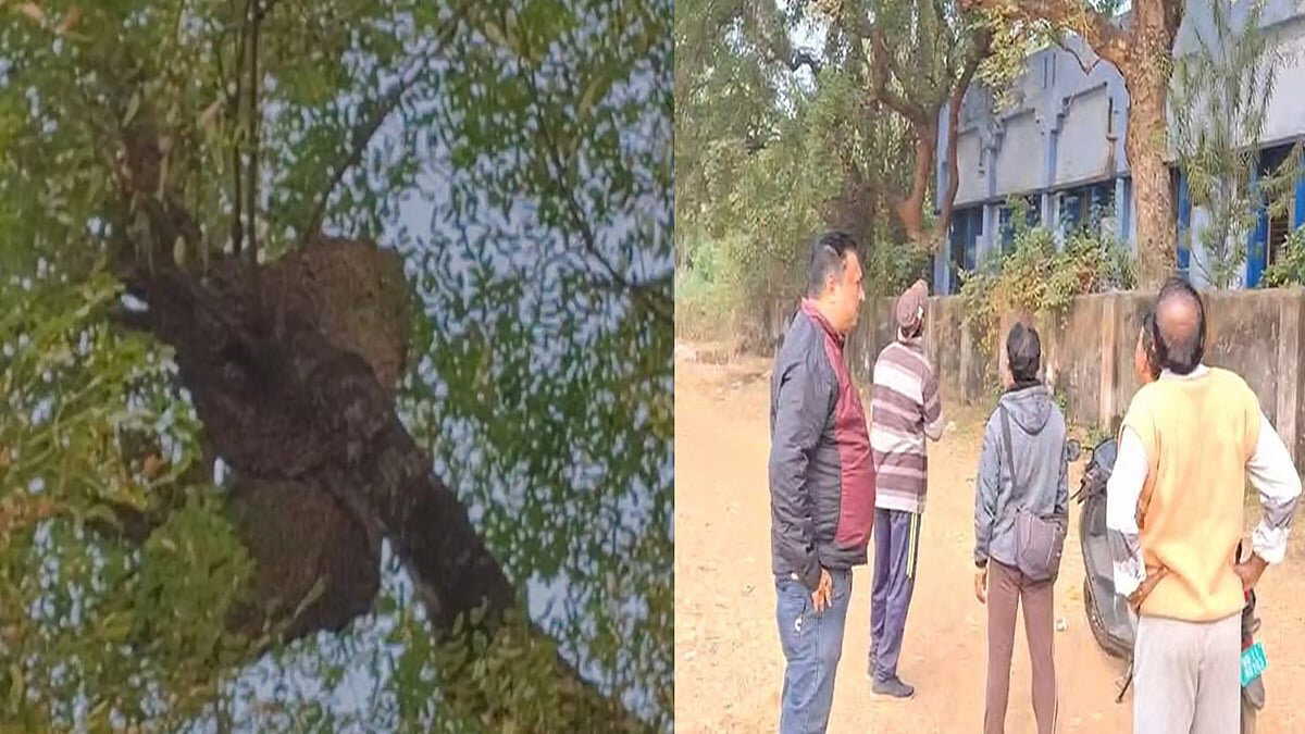 Bee attack scrambles school sports meet in West Bengal, leaving multiple injured