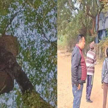 Bee attack scrambles school sports meet in West Bengal, leaving multiple injured