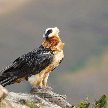 'One peck and the picture is done’: Meet the endangered bird that can break bones with its beak