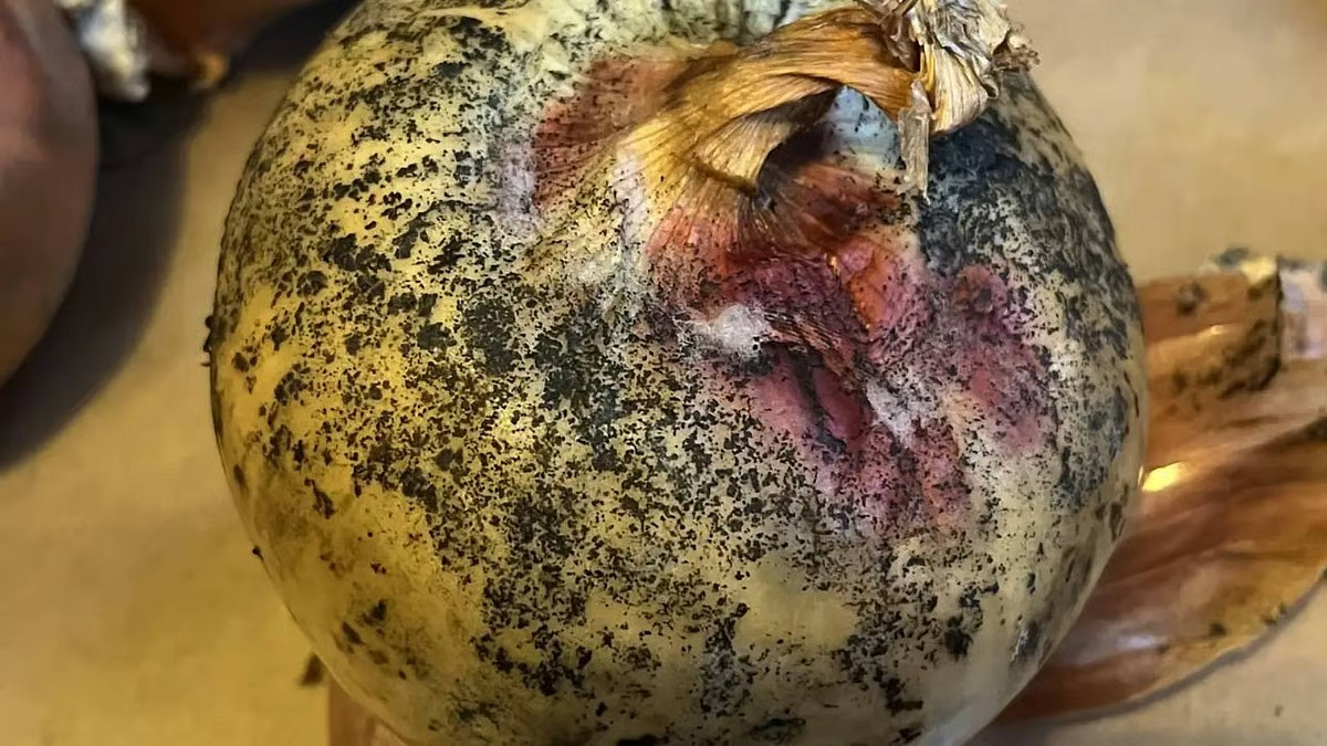 Are black spots on onions safe? Nutritionist explains the hidden fungus risk
