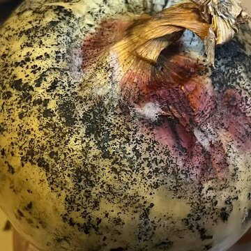 Are black spots on onions safe? Nutritionist explains the hidden fungus risk