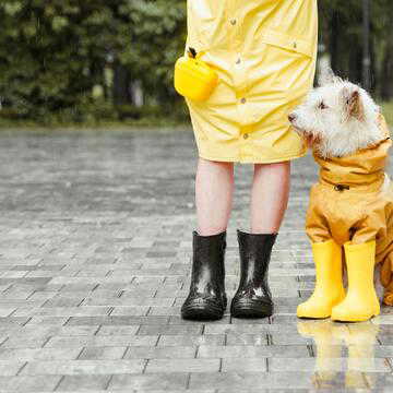 Rainy season pet care: 5 tips to keep your dog safe during monsoon walks