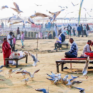 Winter-exclusive wildlife: 5 species you can see only in the cold season