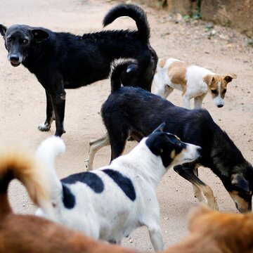 After SIR duties, Municipal Corporation directs teachers to count stray dogs