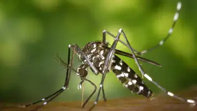 Can mosquitoes learn to ignore repellents? New study raises concerns over DEET effectiveness